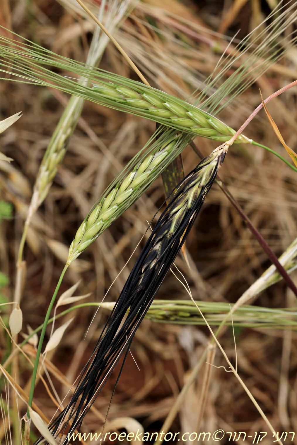 Triticum dicoccoides - Wild Emmer Wheat, Hulled Wheat, חיטת הבר, חיטת הבר