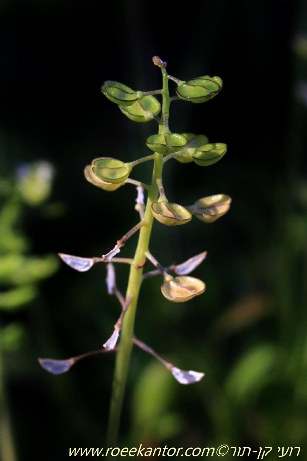 Teesdalia coronopifolia - Lesser Shepardscress , טיסדליה שסועה, טיסדליה שסועה