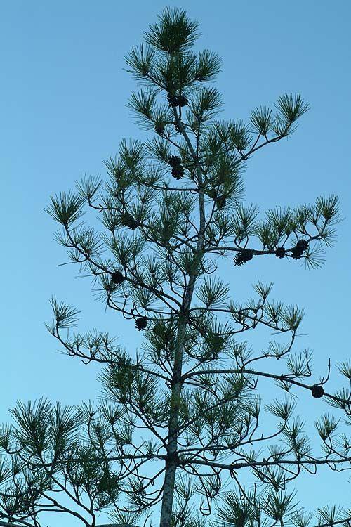 Pinus brutia var. pityusa - Pitsundian Pine, אורן קפריסאי זן פיטיוס, אורן פיטיוזה, אורן קפריסאי