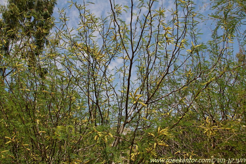 Prosopis juliflora - ינבוט המסקיטו, ינבוט המסקיטו