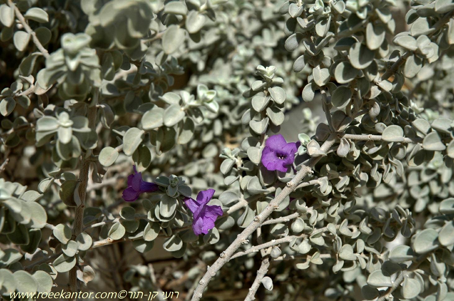 Leucophyllum zygophyllum 'Cimarron' - Cimarron Dwarf Sage, לבן-עלה זוגני 'סימרון', לבן- עלה זוגני 'סימרון'
