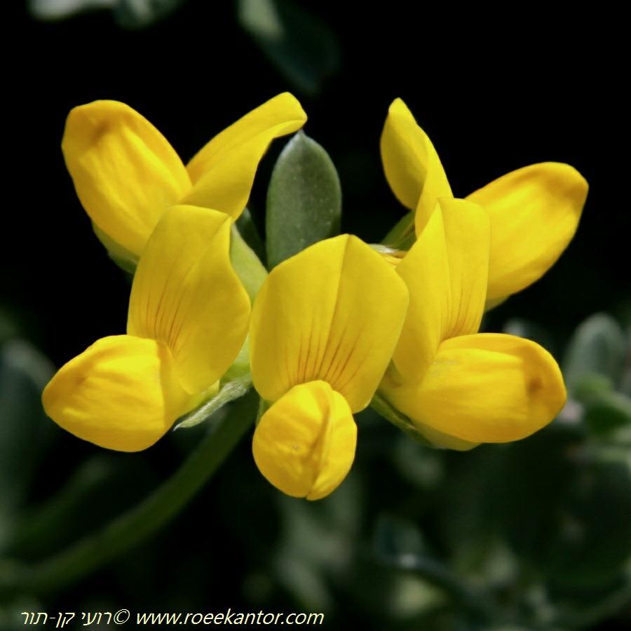 Lotus creticus - Cretan Trefoil, Silvery Bird's Foot Trevoil, לוטוס מכסיף, לוטוס מכסיף