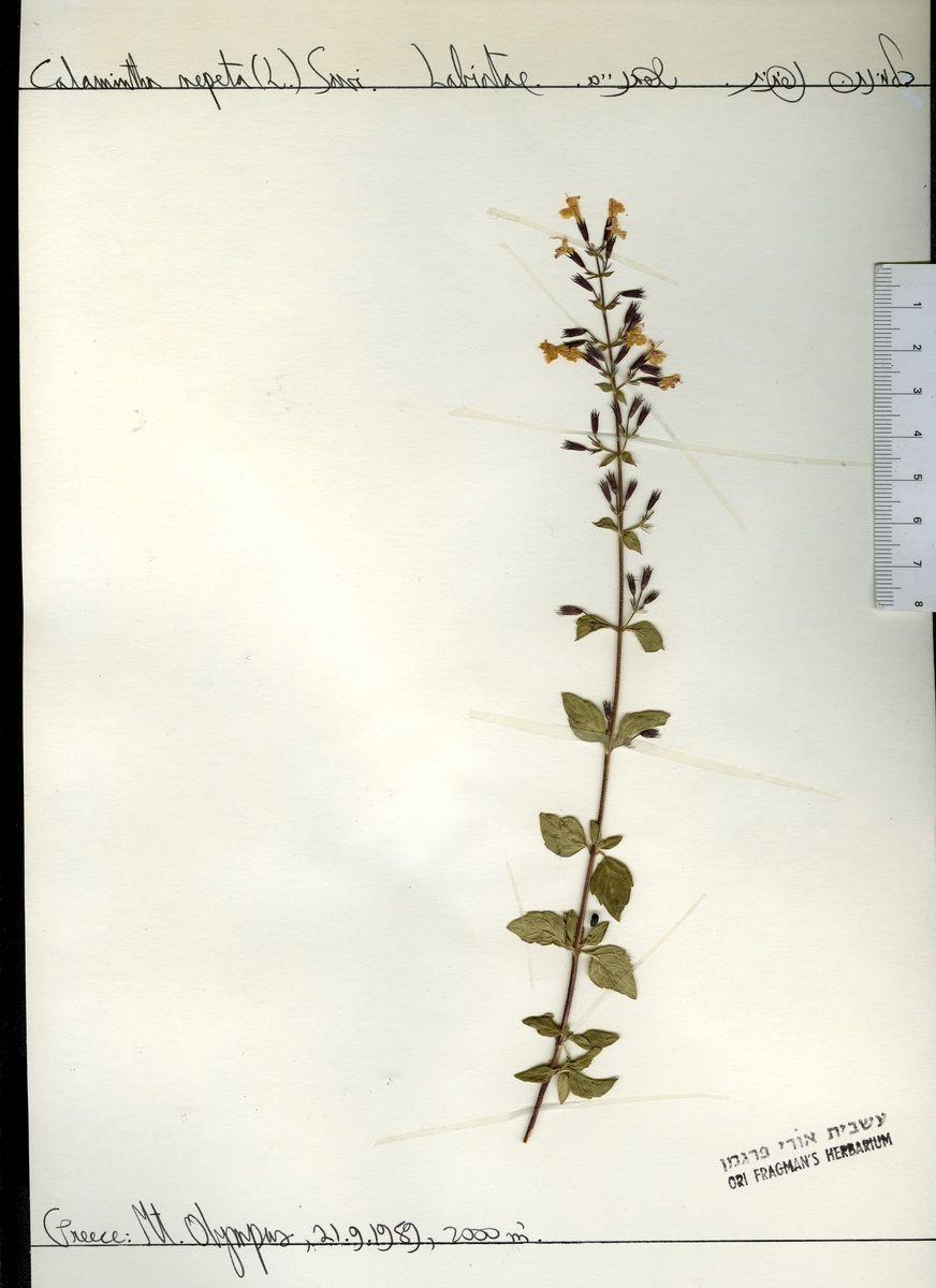 Clinopodium nepeta - Lesser Calamint, כלמינתה נפיתית, כלמינתה נפיתית
