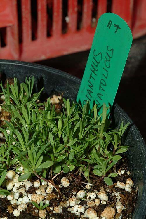 Dianthus anatolicus - ציפורן אנטולי, ציפורן אנטולי