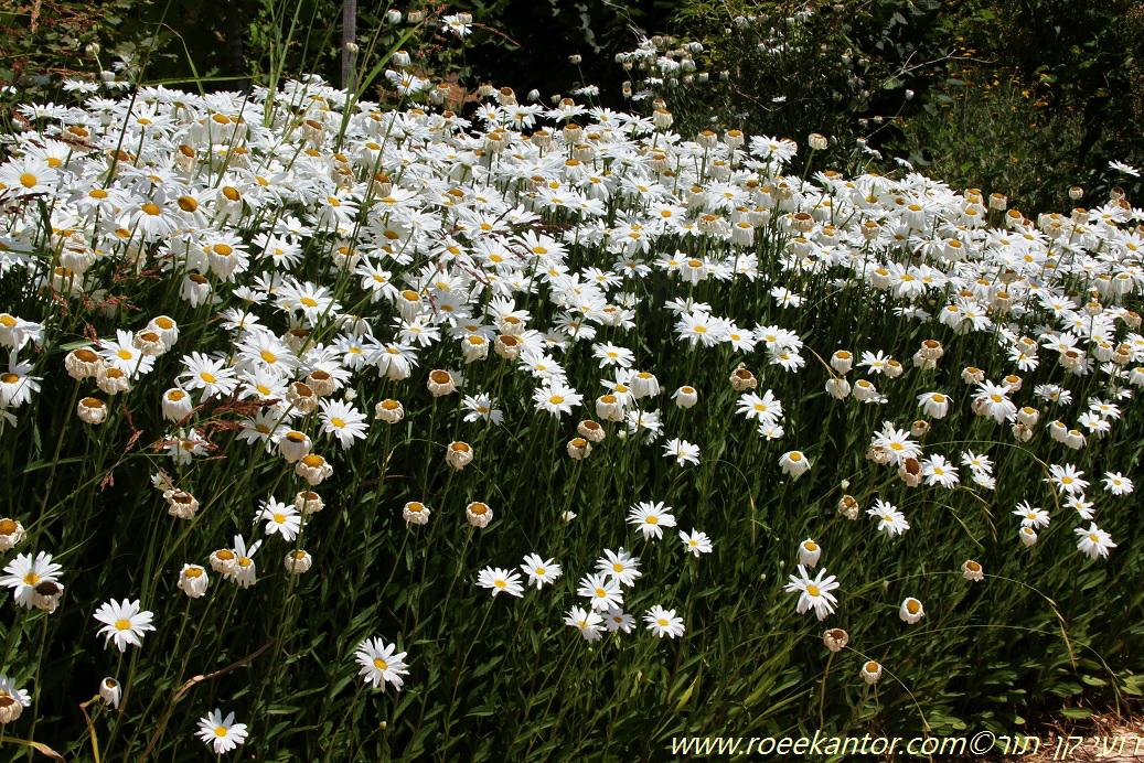 Leucanthemum × superbum - Shasta Daisy, מרגרטה גדולה | The ...