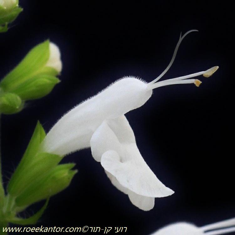 Salvia coccinea 'Snow Nymph' - Snow Nymph Texas Sage, מרווה אדומה 'סנואו נימפ', מרווה אדומה 'סנואו נימפ'