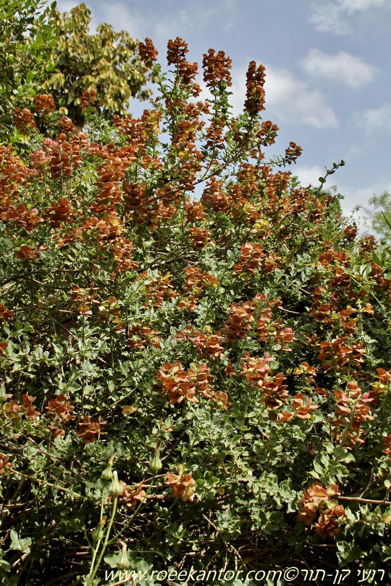 Salvia africana-lutea - Beach Salvia, Dune Salvia, Golden Salvia, Bruin-of-sandsalie, Brown Salvia, Brown Sage , מרווה אפריקנית-צהובה, מרווה אפריקנית-צהובה