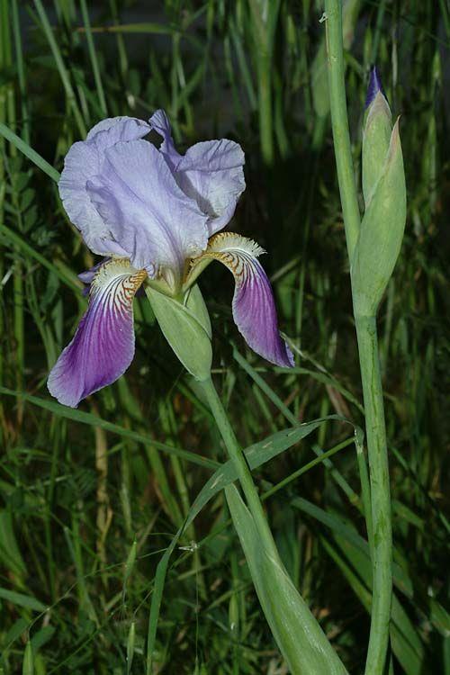 Iris mesopotamica - Mesophotamian Iris, איריס ארם-נהרים, איריס ארם-נהריים