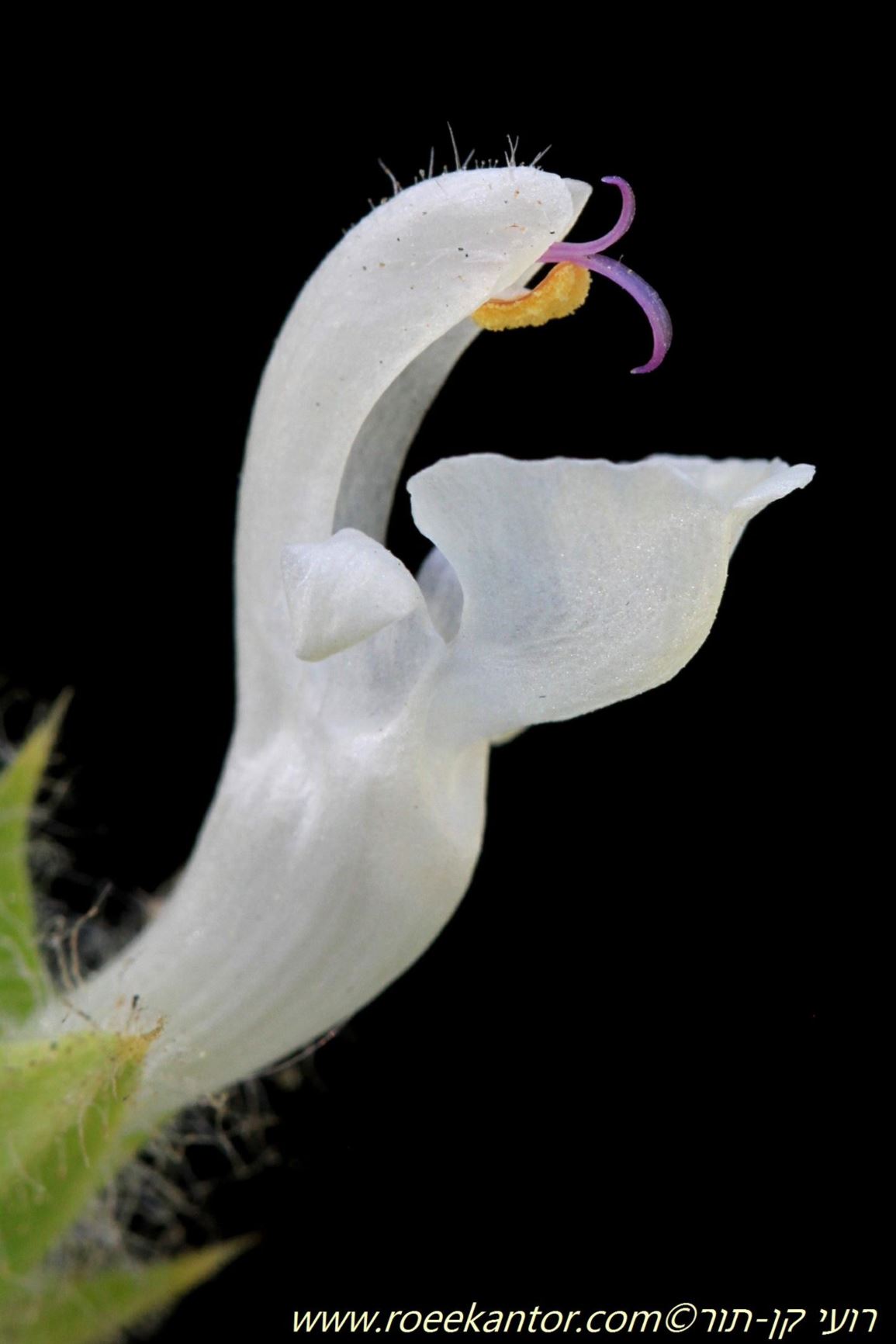 Salvia spinosa - Spiny-calyxed Sage, מרווה קוצנית, מרווה קוצנית