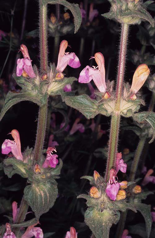 Salvia hirsuta - Sage, מרוות החפים, מרוות החפים