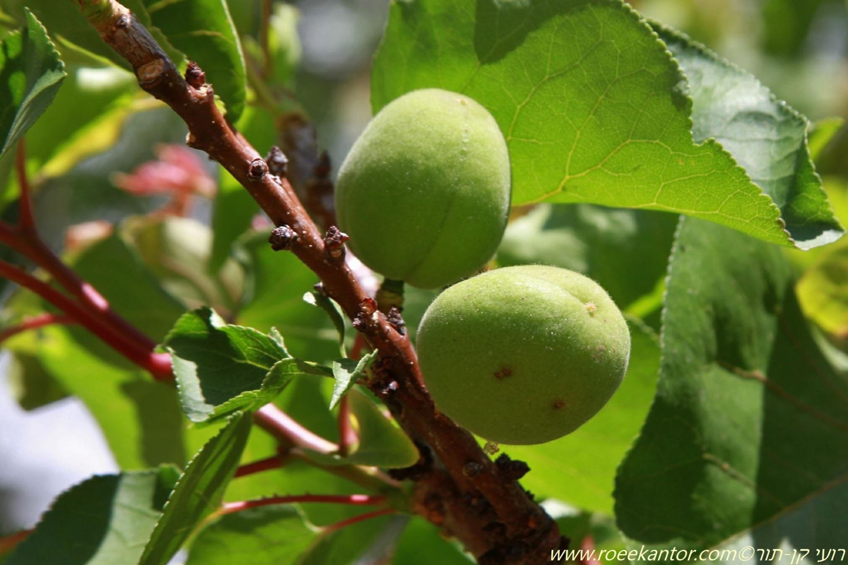 Armeniaca vulgaris - Wild Apricot, משמש מצוי, משמש מצוי