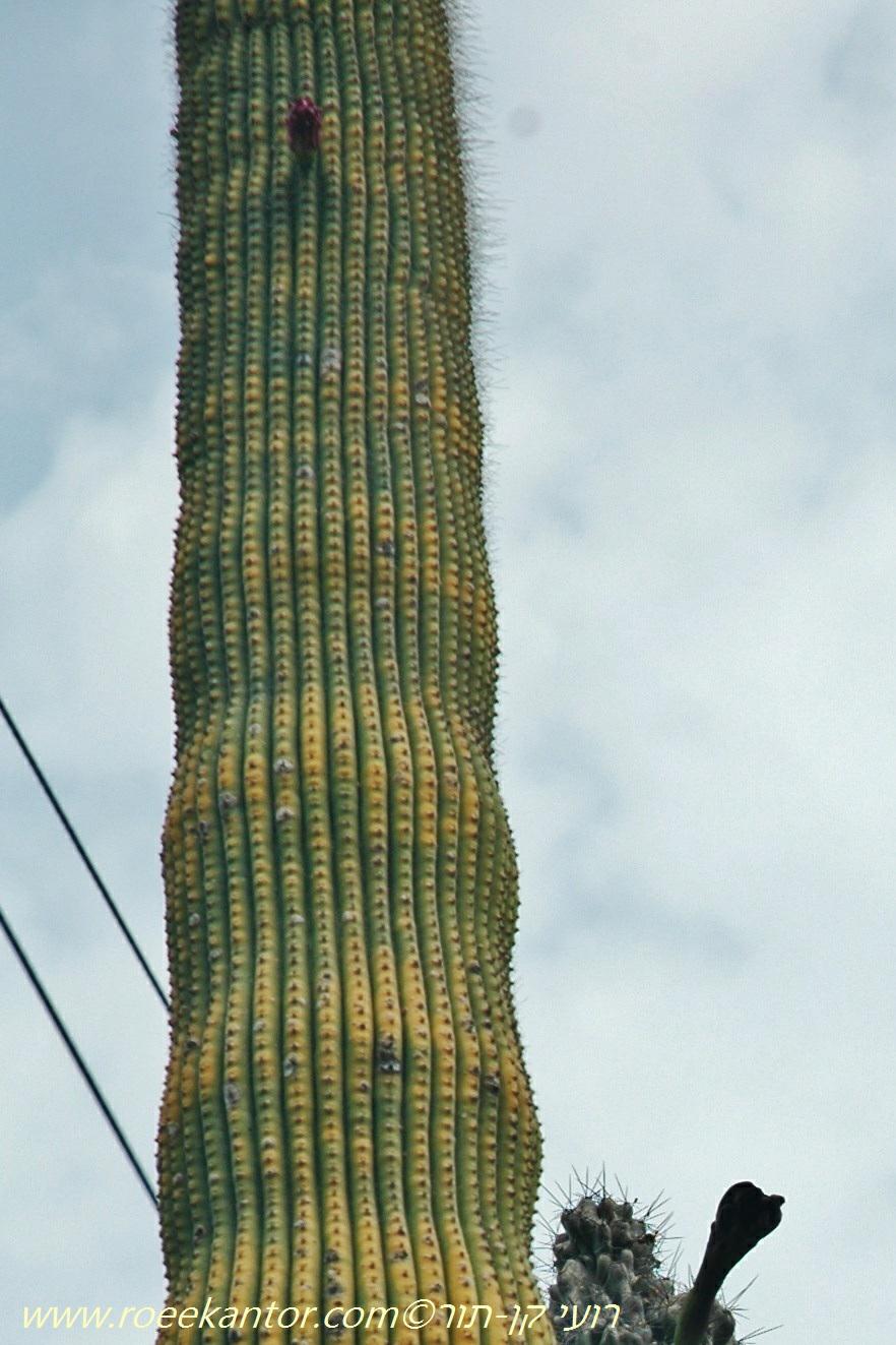 Neobuxbaumia polylopha - Cone Cactus , נאובוקסבאומיה מצויצת, נאובוקסבאומיה מצויצת