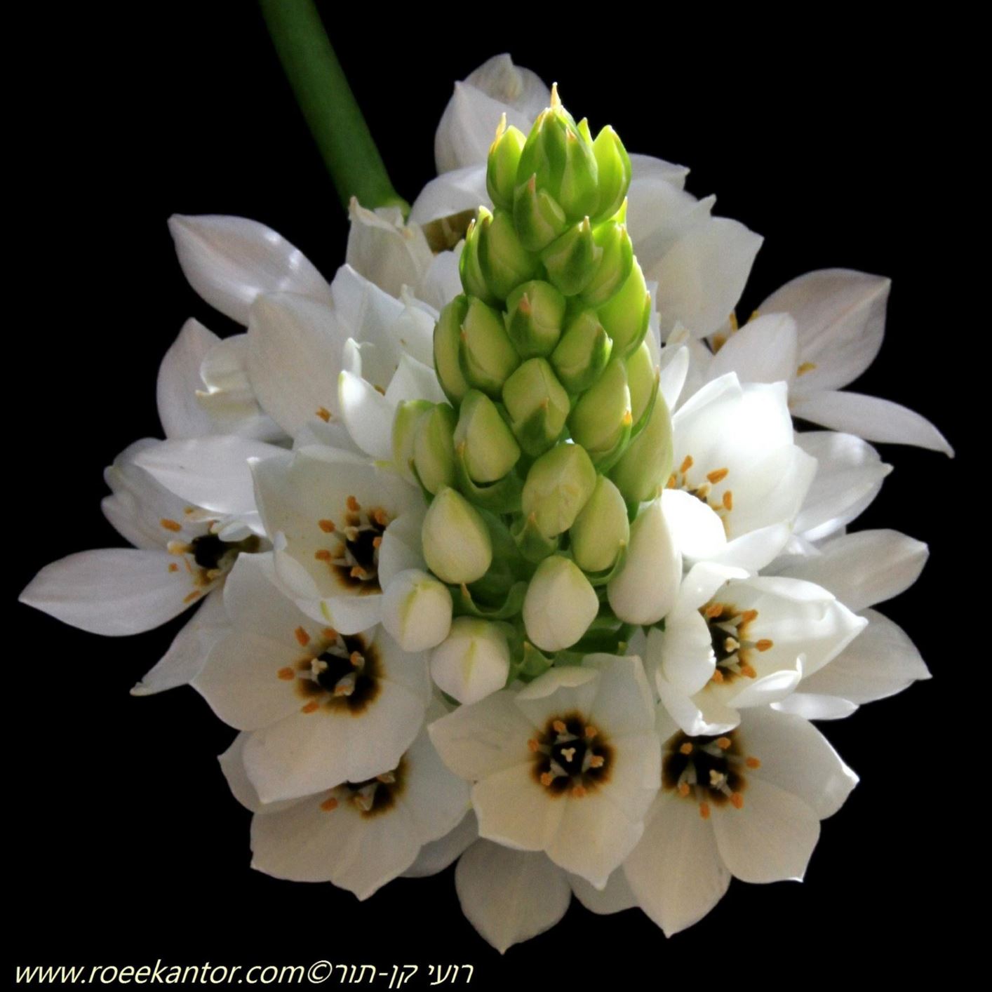 Ornithogalum thyrsoides - Wonder Flower, Cape Chinecherinchee, נץ-חלב מכבדי, נץ- חלב מכבדי