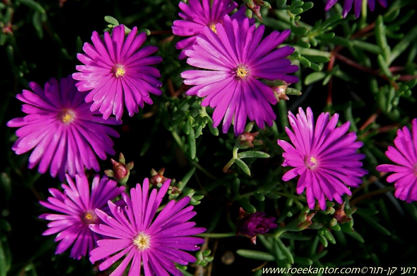 Lampranthus productus - Purple Ice Plant, נציץ סגול, נציץ סגול