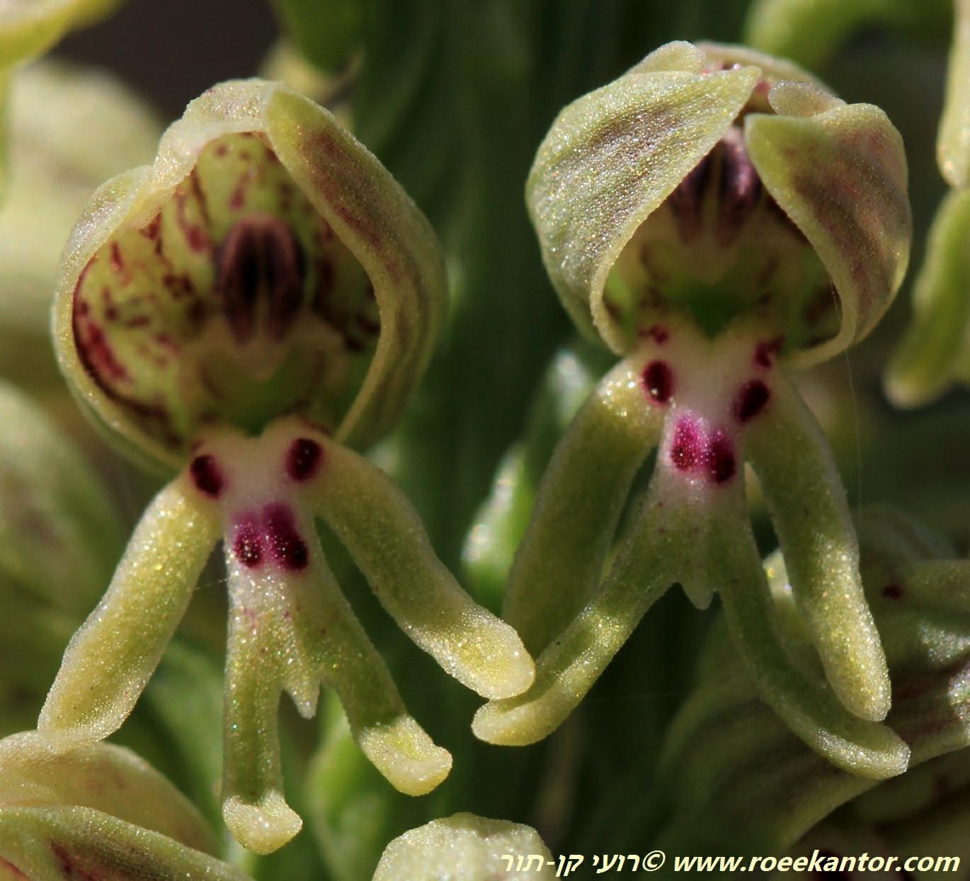 Orchis galilaea - Galilee Orchid, סחלב הגליל, סחלב הגליל