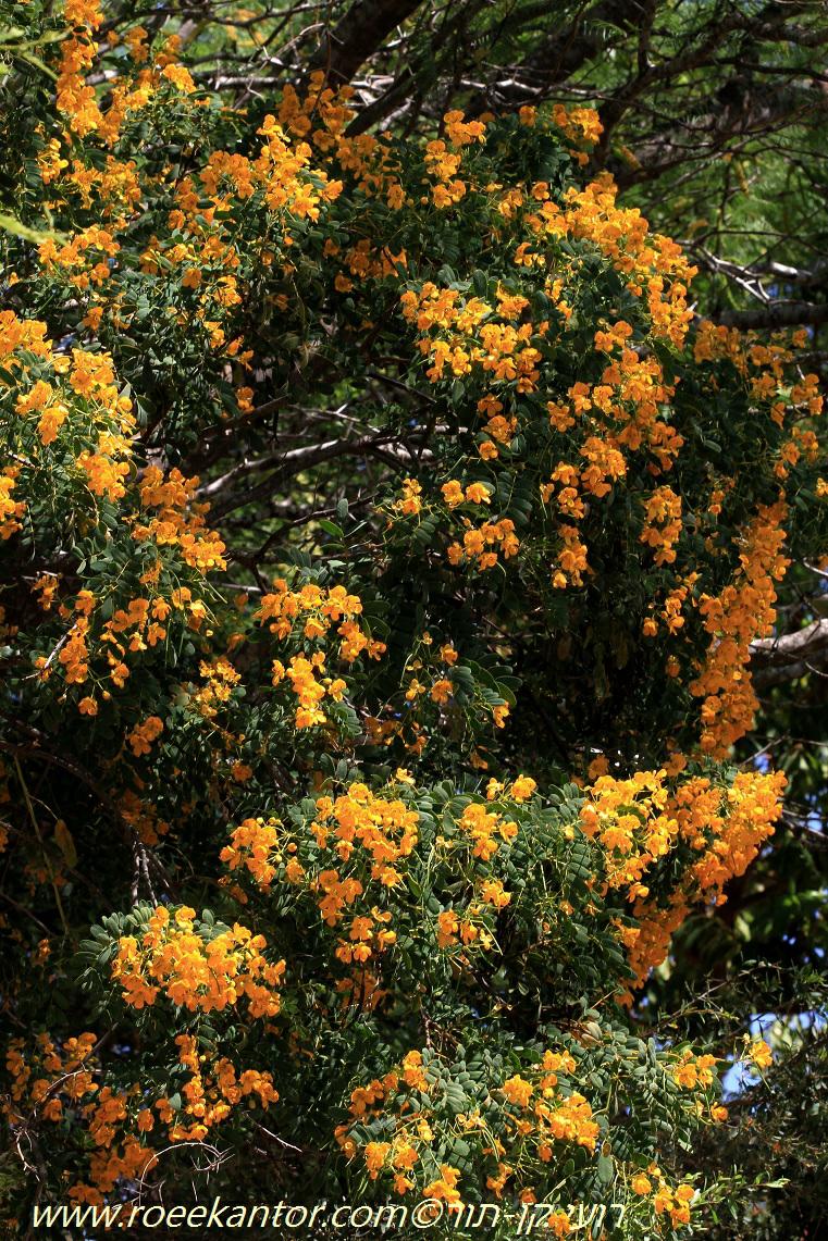 Senna cumingii var. coquimbensis