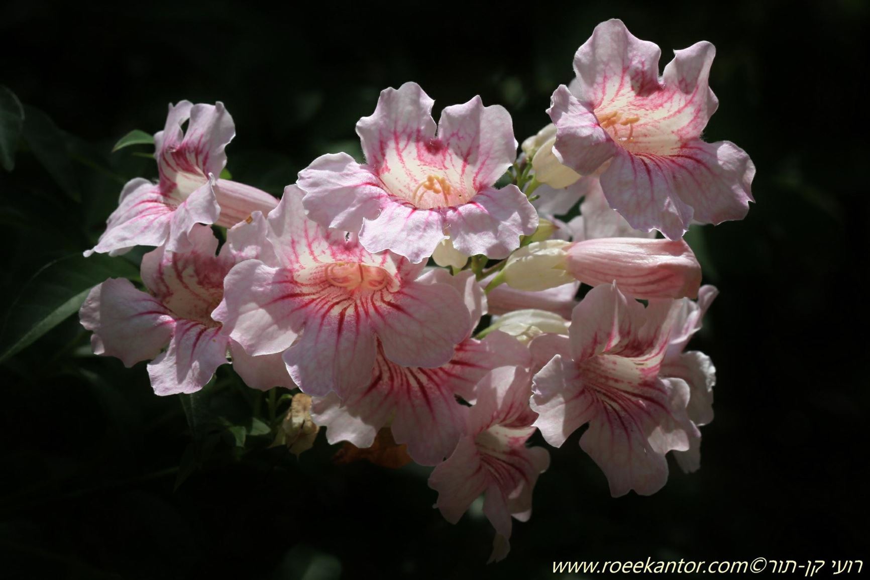 Podranea ricasoliana - Pink Trumpet Vine, פודרית ורודה, פודרית ורודה