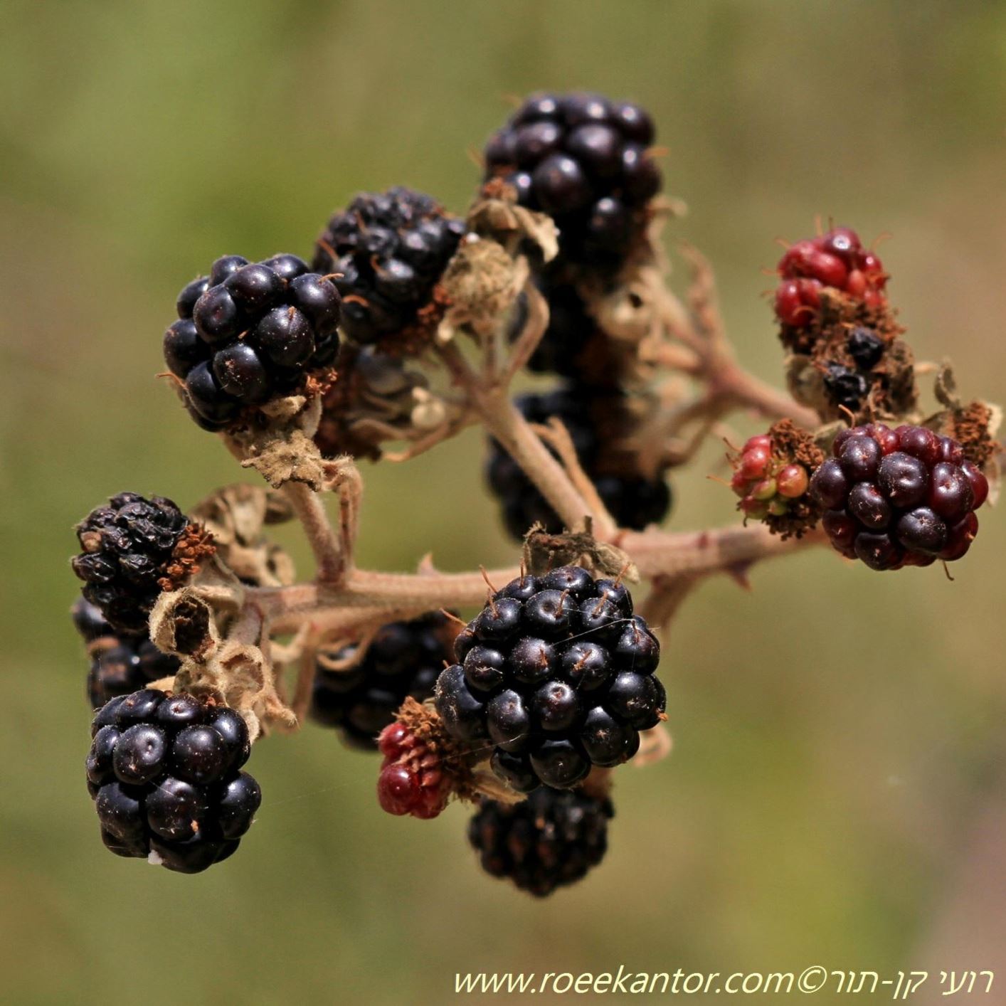 Rubus sanctus - Elmleaf Blackberry, Holy Bramble, פטל קדוש, פטל קדוש