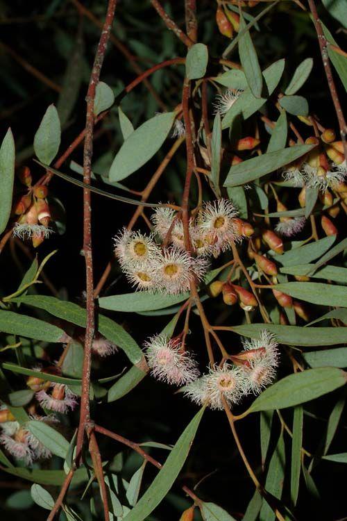 Eucalyptus calycogona - Gooseberry Mallee,Black Mallee, Red Mallee, Square-fruited Malle, איקליפטוס גביעני, איקליפטוס גביעני, איקלפטוס גביעני