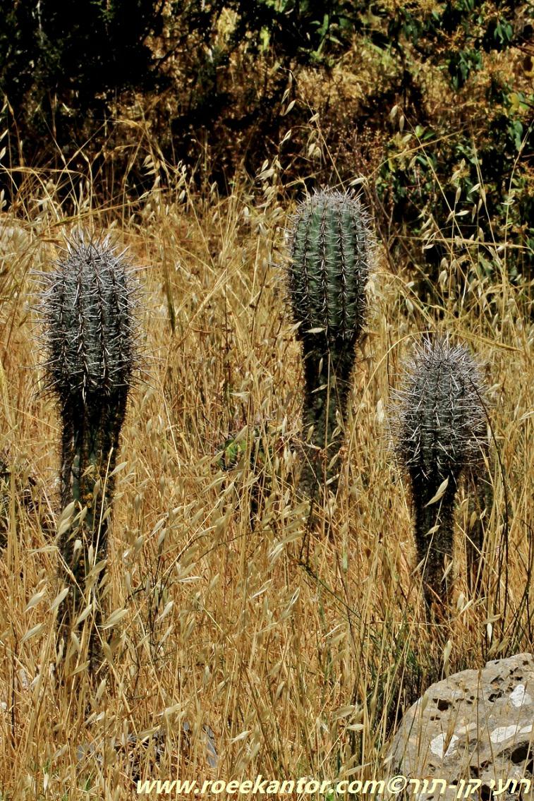 Pachycereus pringlei - Mexican Giant Cordon, Cardón Cactus, Elephant Cactus, פכיקראוס פרינגל, פכיקראוס פרינגלי