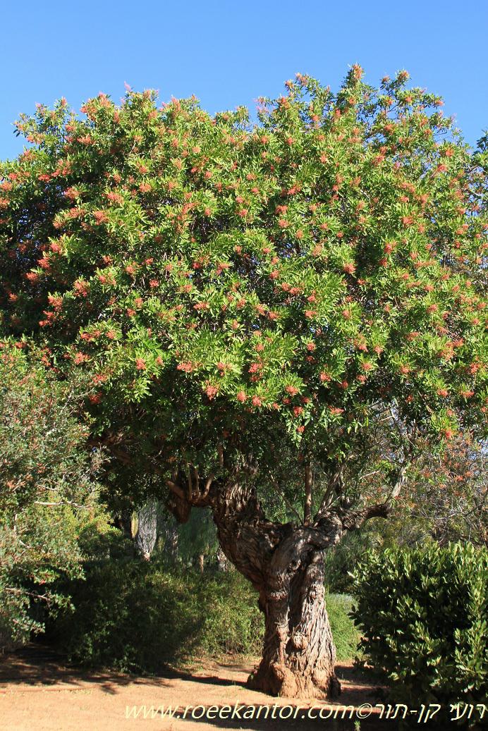 Schinus terebinthifolia - Brazilian Pepper Tree, פלפלון דמוי-אלה, פלפלון דמוי-אלה