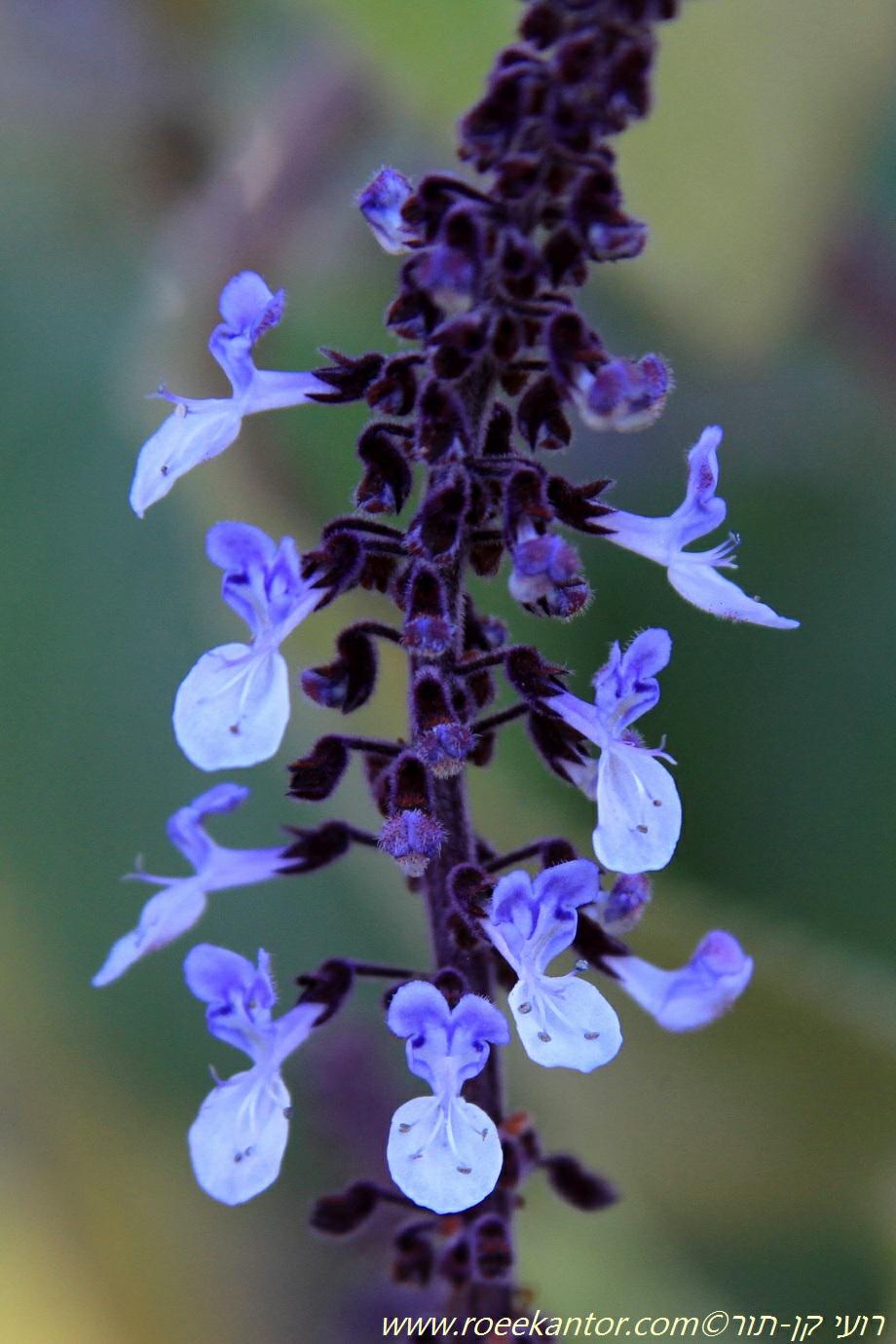 Plectranthus argentatus - Silver Spurflower, פלקטרנתוס מכסיף, פלקטרנתוס מכסיף