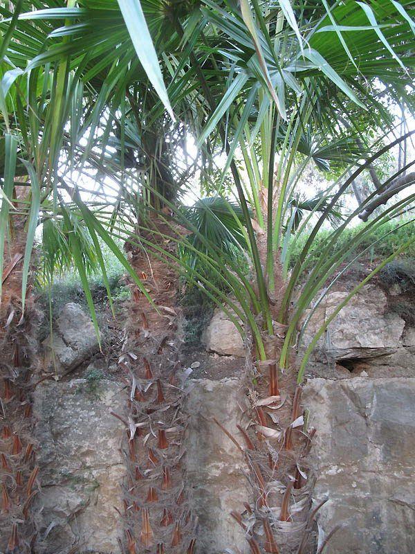 Livistona mariae - Central Australian Fan Palm, Central Australian Cabbage Palm, ליוויסטונה מאדימה, ליוויסטונה  מאדימה