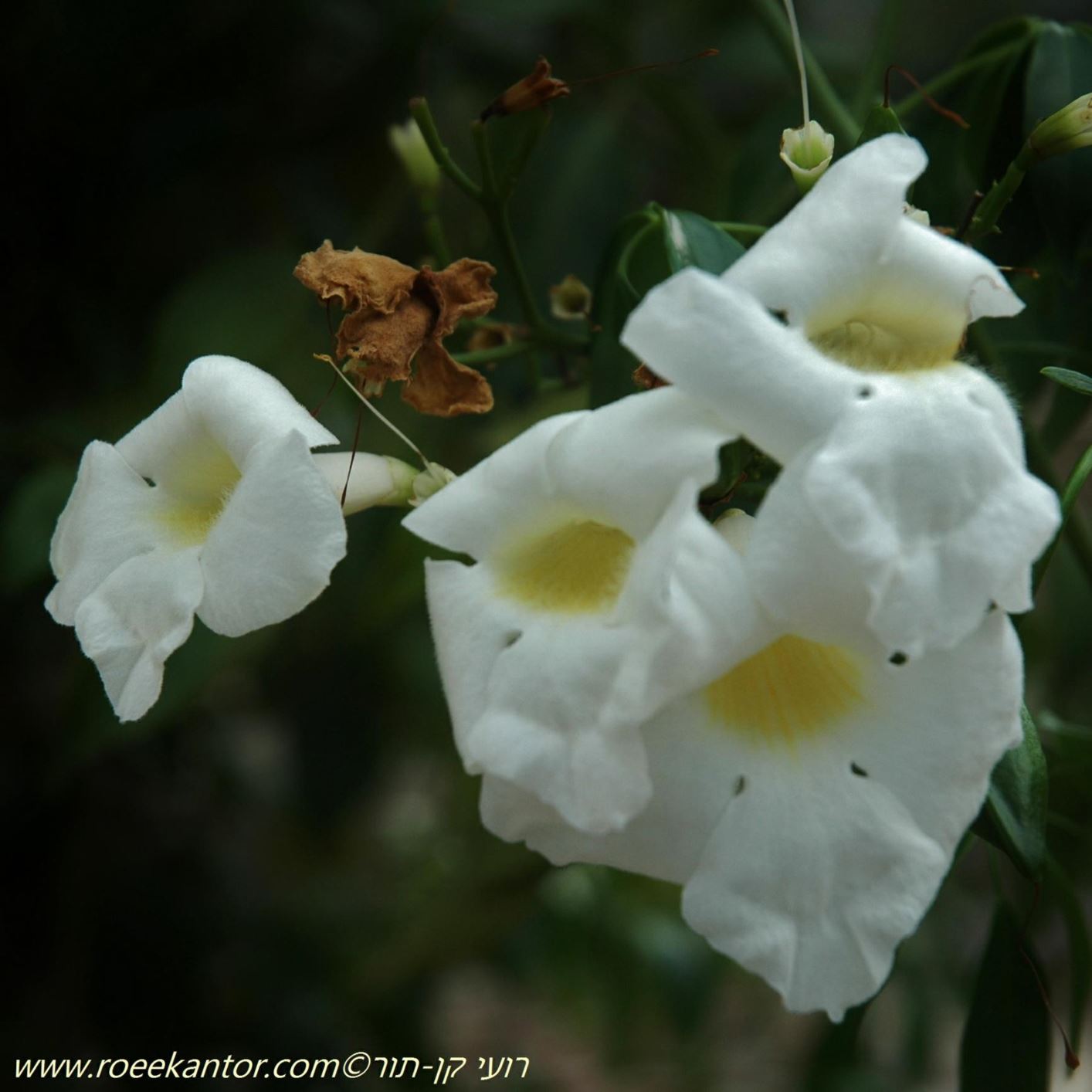 Pandorea jasminoides 'Lady Di' - Lady Di Bower Plant, פנדוראה יסמינית 'ליידי די', פנדוראה יסמינית 'ליידי די'