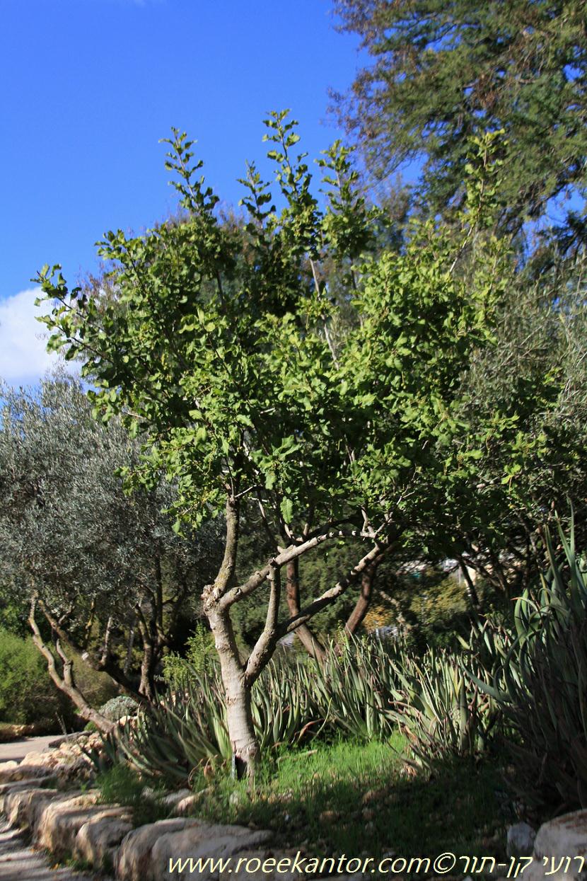 Pappea capensis - Jacket Plum, Wild Plum, Indaba Tree, Bushveld Cherry, Doppruim, פפאת הכף, פפאת הכף