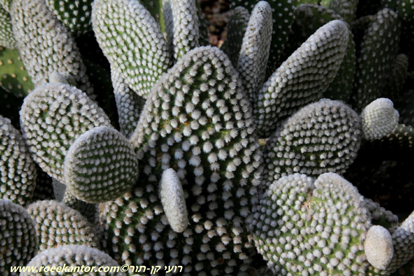 Opuntia microdasys - Bunny Ears, Dwarf Prickly Pear, Teddybear Cholla Cactus, צבר עב-שערות, צבר עב-שערות