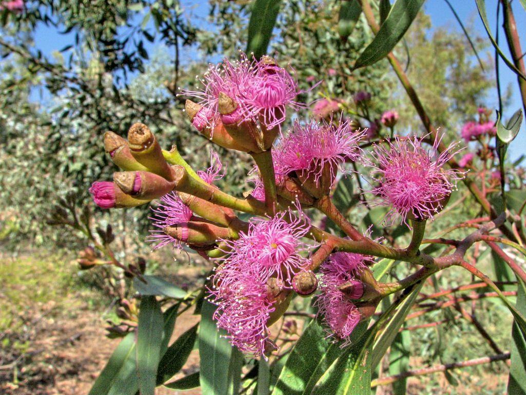 Eucalyptus albopurpurea - Port Lincoln Malee, Purple-flowered Mallee Box, Crimson Mallee, Coffin Bay Mallee, איקליפטוס לבן-ארגמן, איקליפטוס לבן-ארגמן
