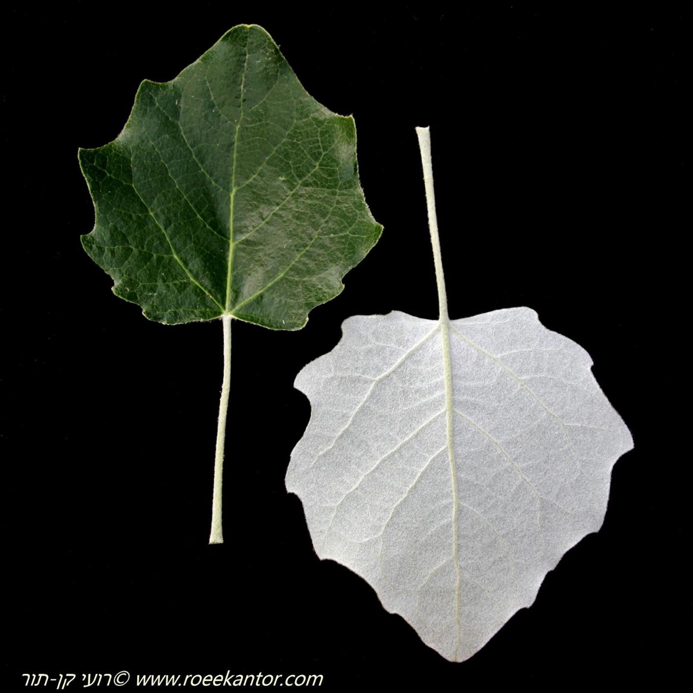 Populus Alba Silver Poplar White Poplar 
