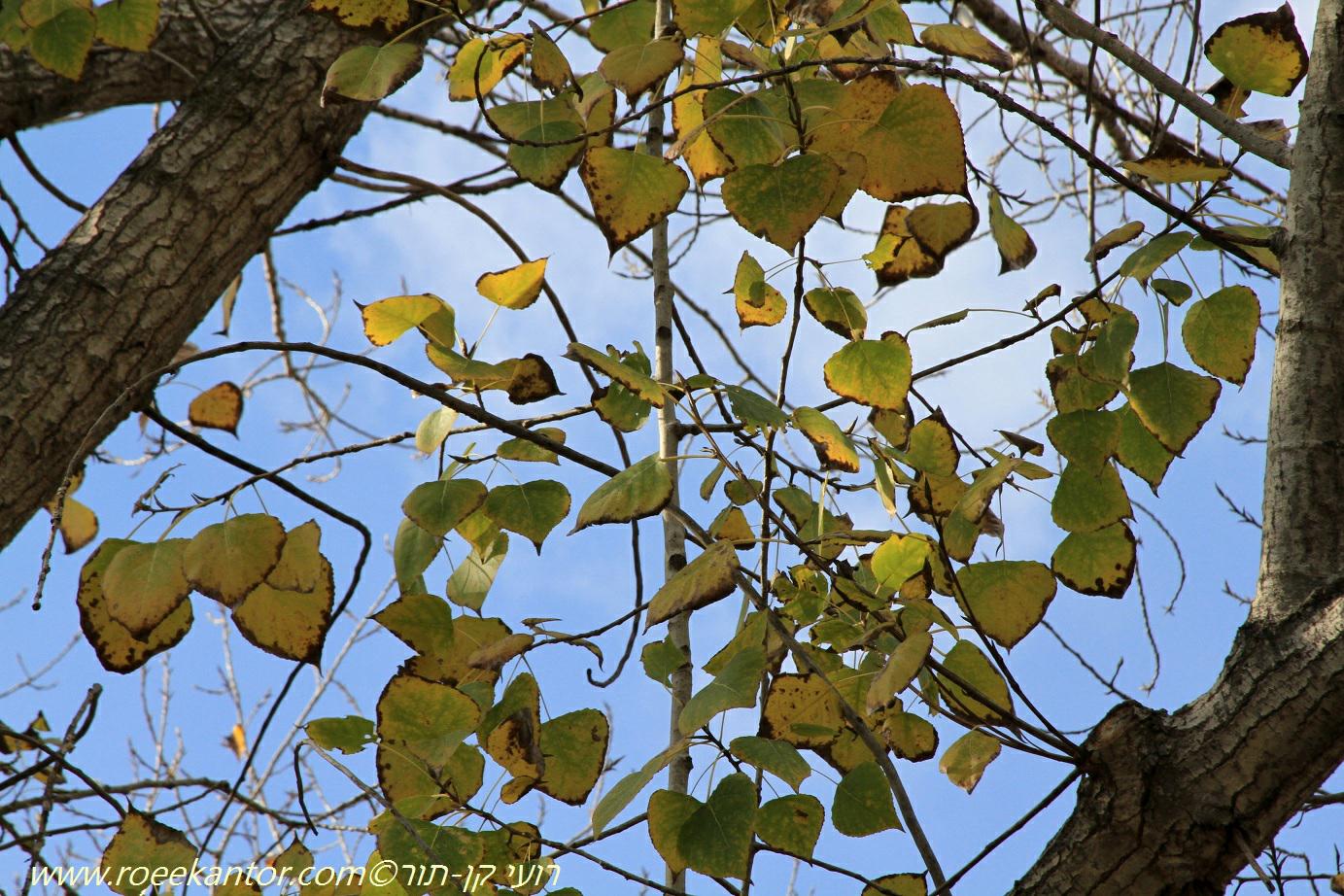 Populus deltoides - Eastern Cottonwood, Eastern Poplar, צפצפה משולשת, צפצפה משולשת