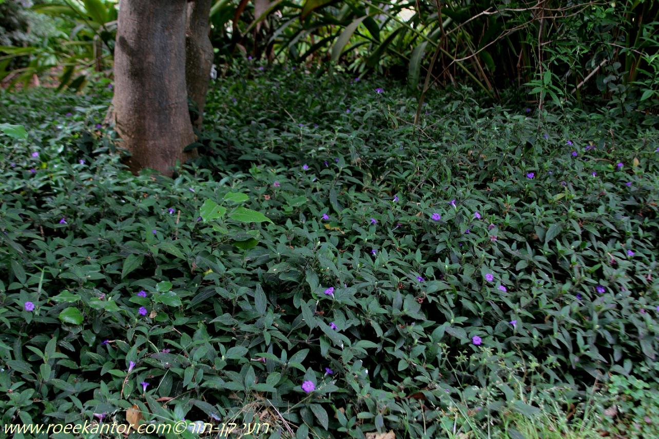 Ruellia caroliniensis subsp. ciliosa - Ciliate Wild Petunia, East Tennessee Pinkroo, רואליה ריסנית, רואליה ריסנית