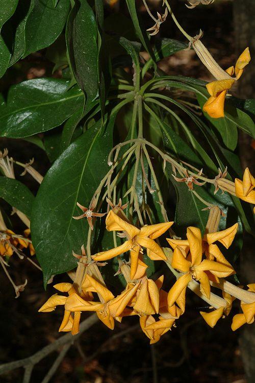 Hymenosporum flavum - Native Frangipani, Sweet Shade, הינומית צהובה, הינומית צהובה