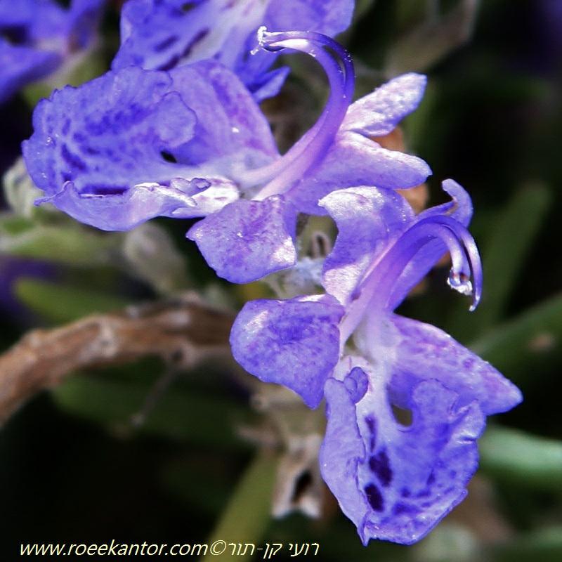 Rosmarinus officinalis 'Blue Lagoon' - Blue Rosemary, Blue Lagoon Rosemary, רוזמרין רפואי 'בלו לגון', רוזמרין רפואי 'בלו לגון'