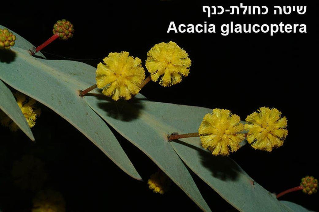 Acacia continua - Thorn Wattle