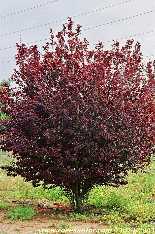 Prunus cerasifera 'Atropurpurea' - שזיף דובדבני 'אדום', שזיף דובדבני 'אדום'