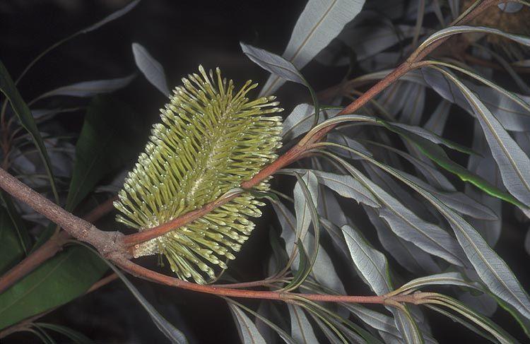Banksia integrifolia - Coast Banksia, White Honeysuckle, בנקסיה תמימת-עלה, בנקסיה  תמימת-עלה, בנקסייה תמימת-עלה