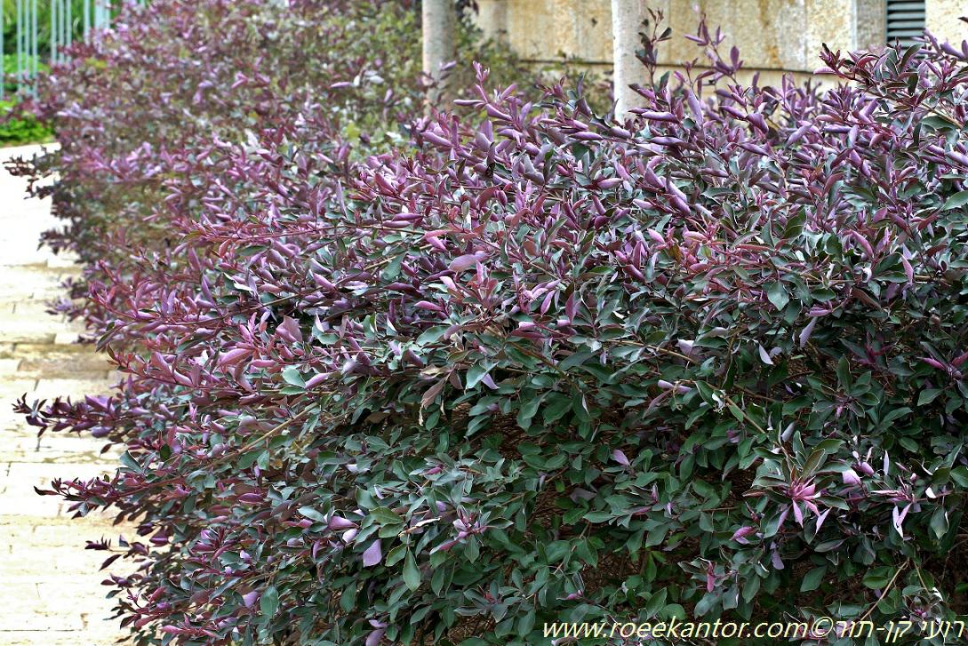 Vitex trifolia 'Purpurea' - Arabian Lilac 'Purpurea', Purple Coastal Vitex, Purple Three Leaf Chaste Tree , שיח-אברהם משולש 'ארגמני', שיח-אברהם משולש 'ארגמני'