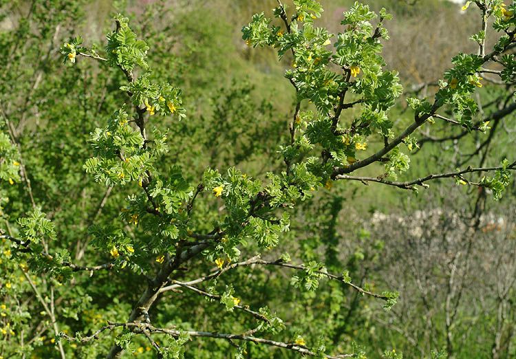 Caragana arborescens - Siberian Peashrub, Siberian Pea Tree, קרגנה עצית, קרגנה עצית