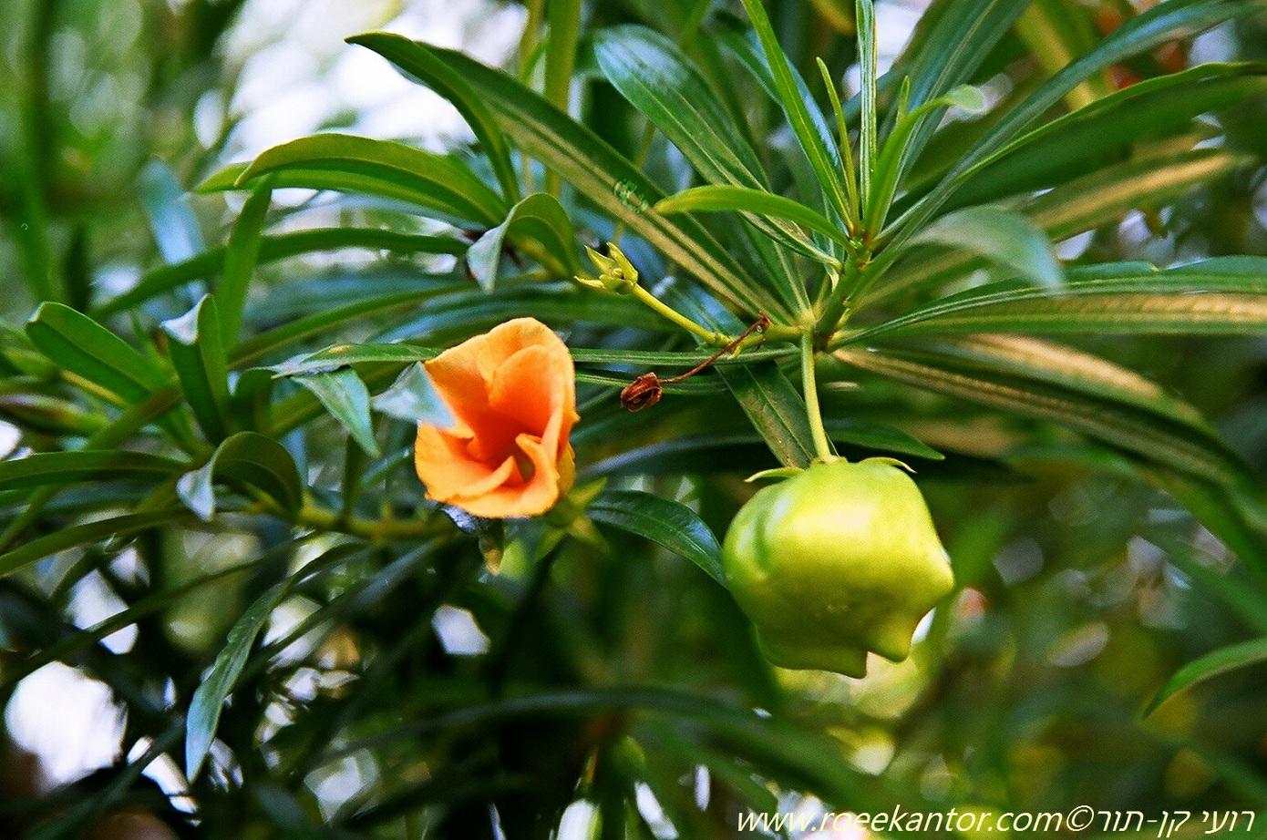 Cascabela thevetia - Yellow Oleander, Lucky Nut, Chapeau de Napoléon, תבטיה הרדופית, תבטיה הרדופית