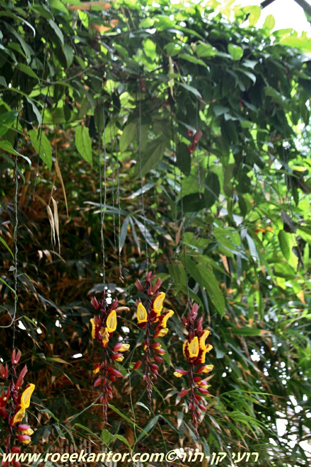 Thunbergia mysorensis - Indian Clock Vine, תונברגיית מייסור