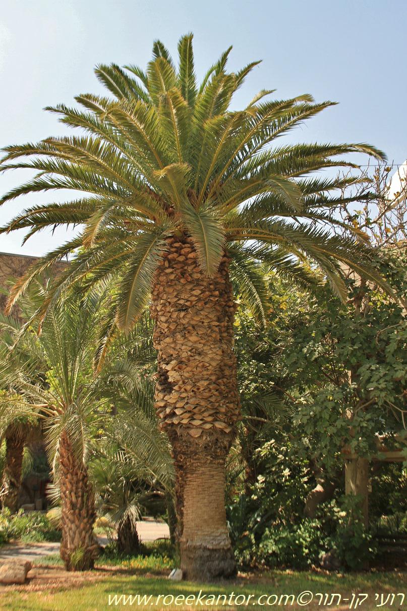 Phoenix canariensis - Canary Island Date Palm, תמר קנרי, תמר קנרי