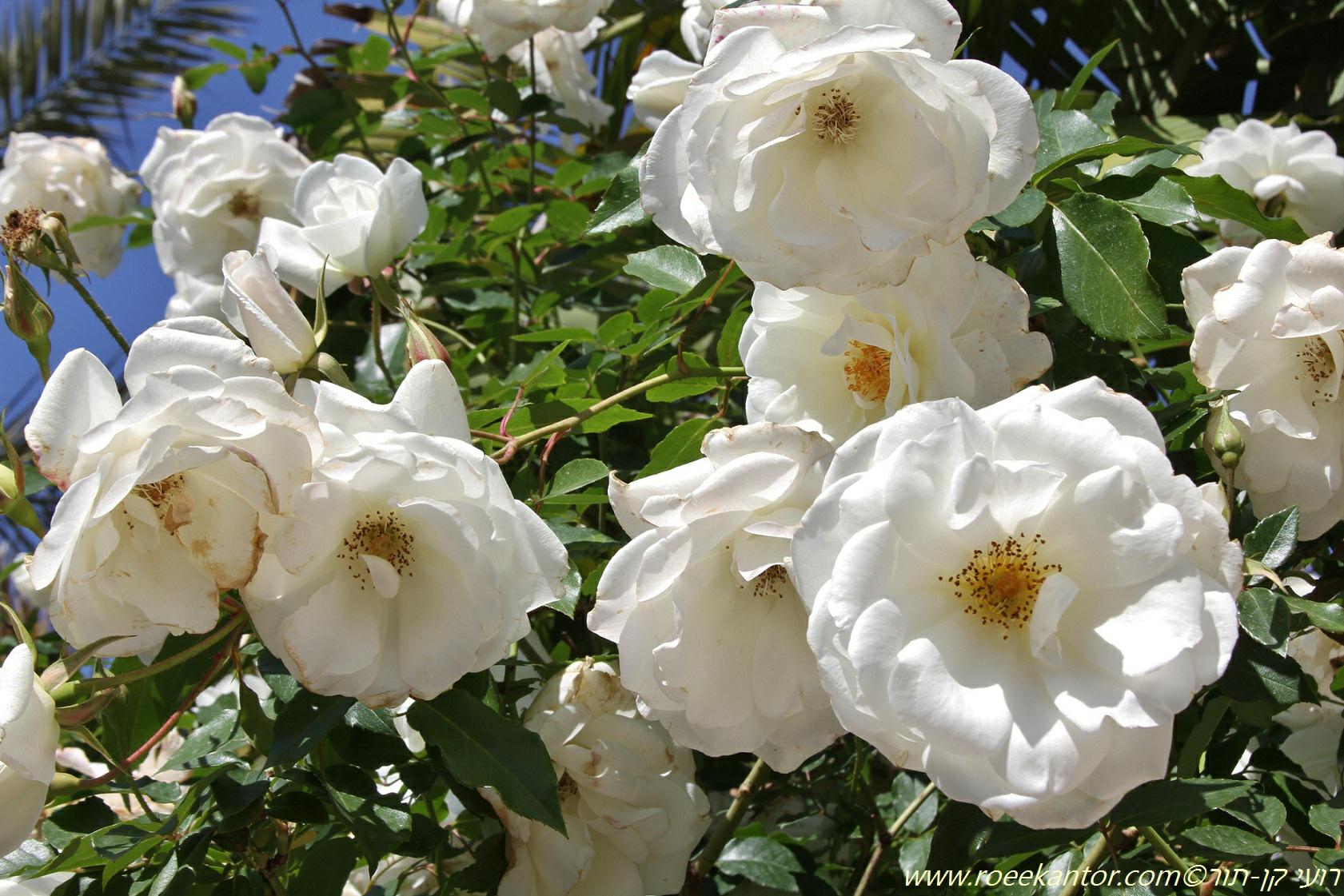 Rosa × floribunda 'Iceberg' - White Shrub Rose, Floribunda Rose 'Iceberg', ורד, פלוריבונדה 'אייסברג', ורד, פלוריבונדה 'אייסברג'