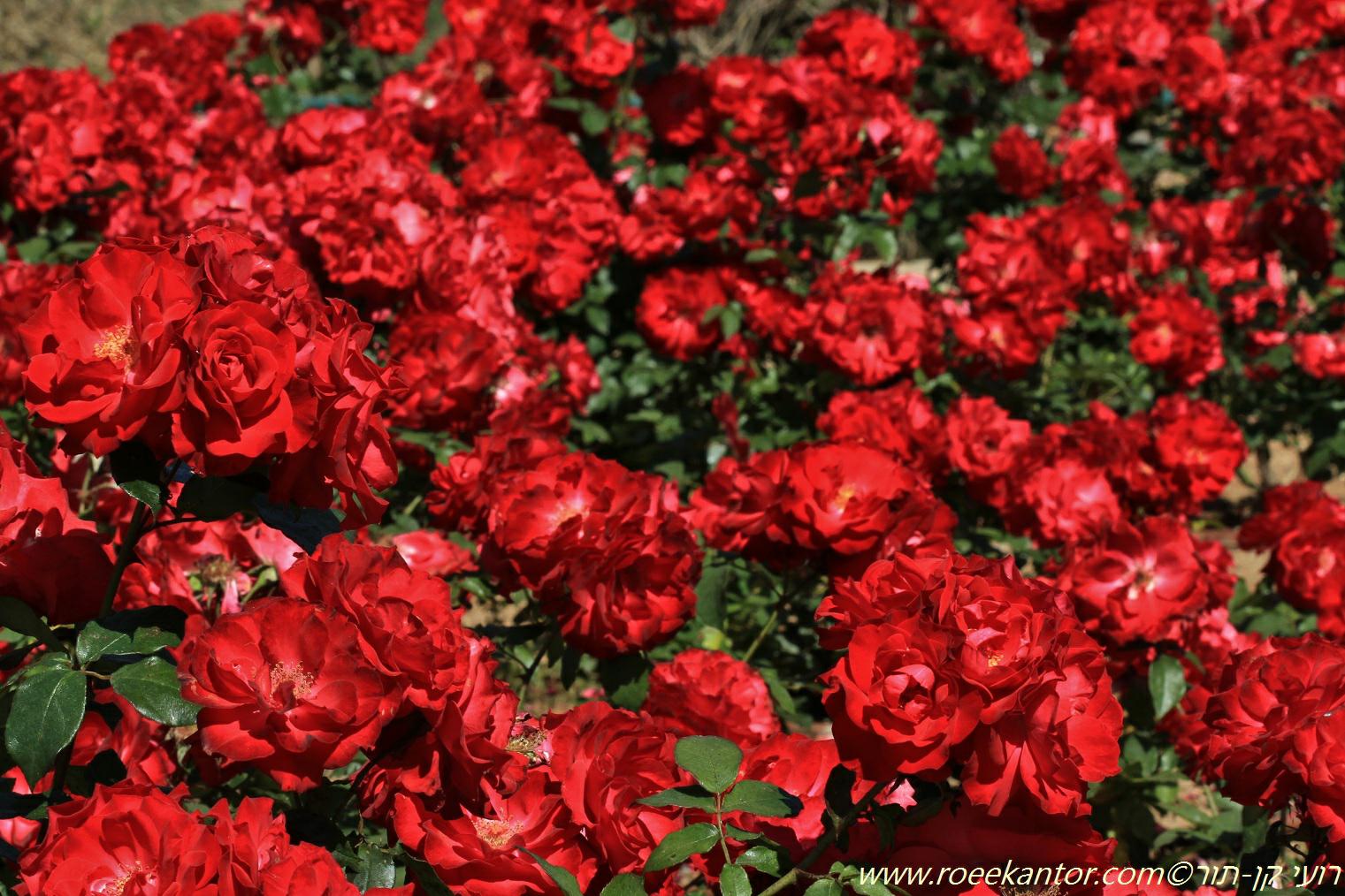 Rosa × floribunda 'Chet-2' - ורד פלוריבונדה 'ח-2', ורד, פלוריבונדה 'ח-2'