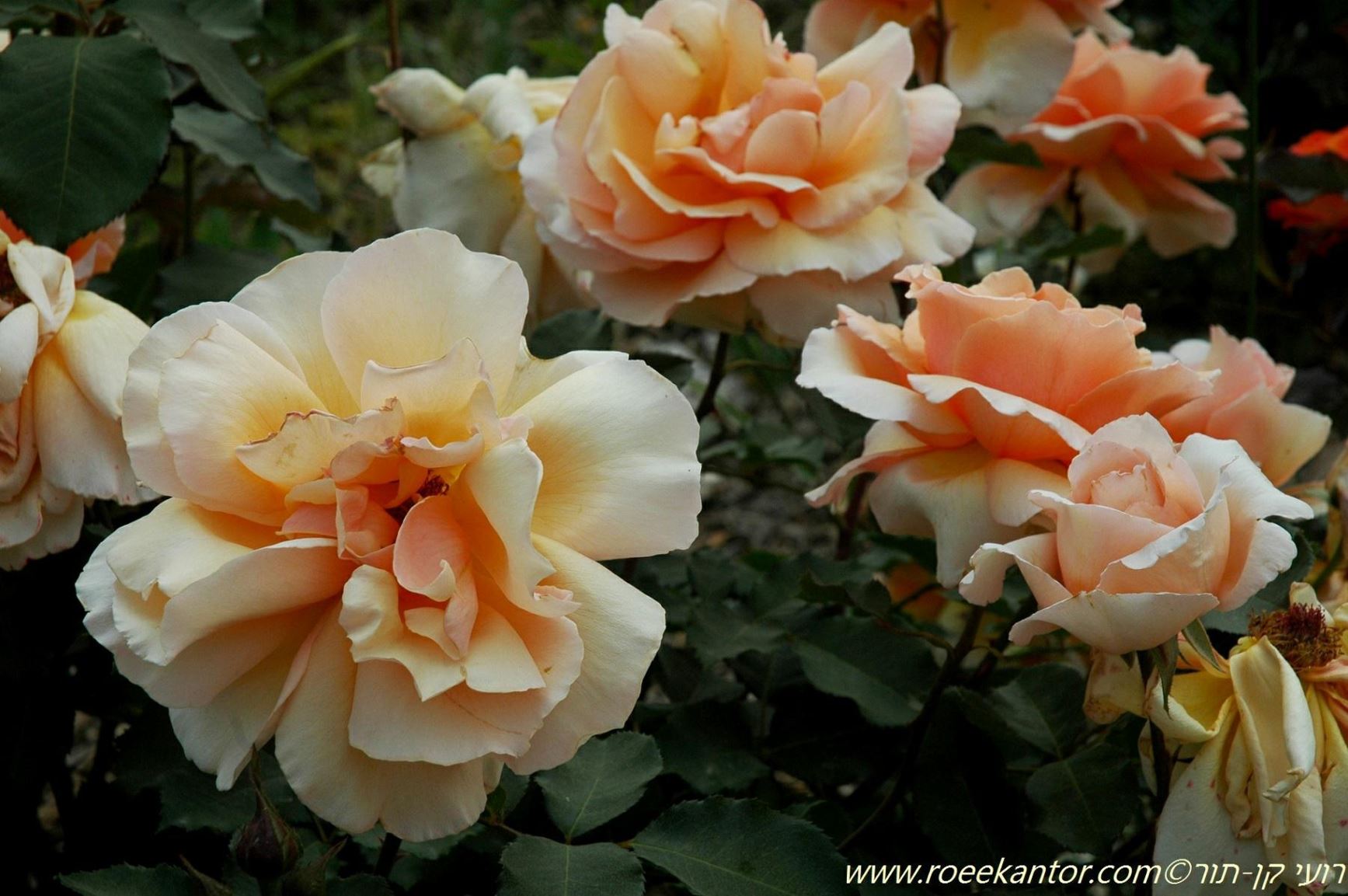 Rosa (hybrid-tea Group) 'Just Joey' - ורד מכלוא-תה 'גסט ג'וי', ורד, מכלוא-תה 'גסט ג'וי'