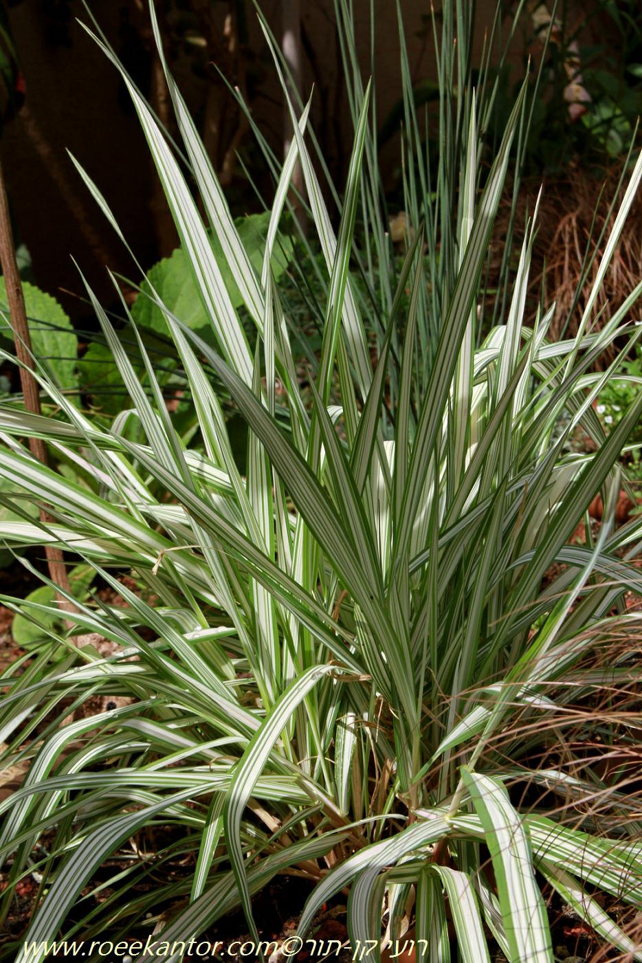 Phalaris arundinacea 'Feesey' - Tricolor Ribbon Grass, חפורית עבקנית 'פיזי', חפורית עבקנית 'פיזי'