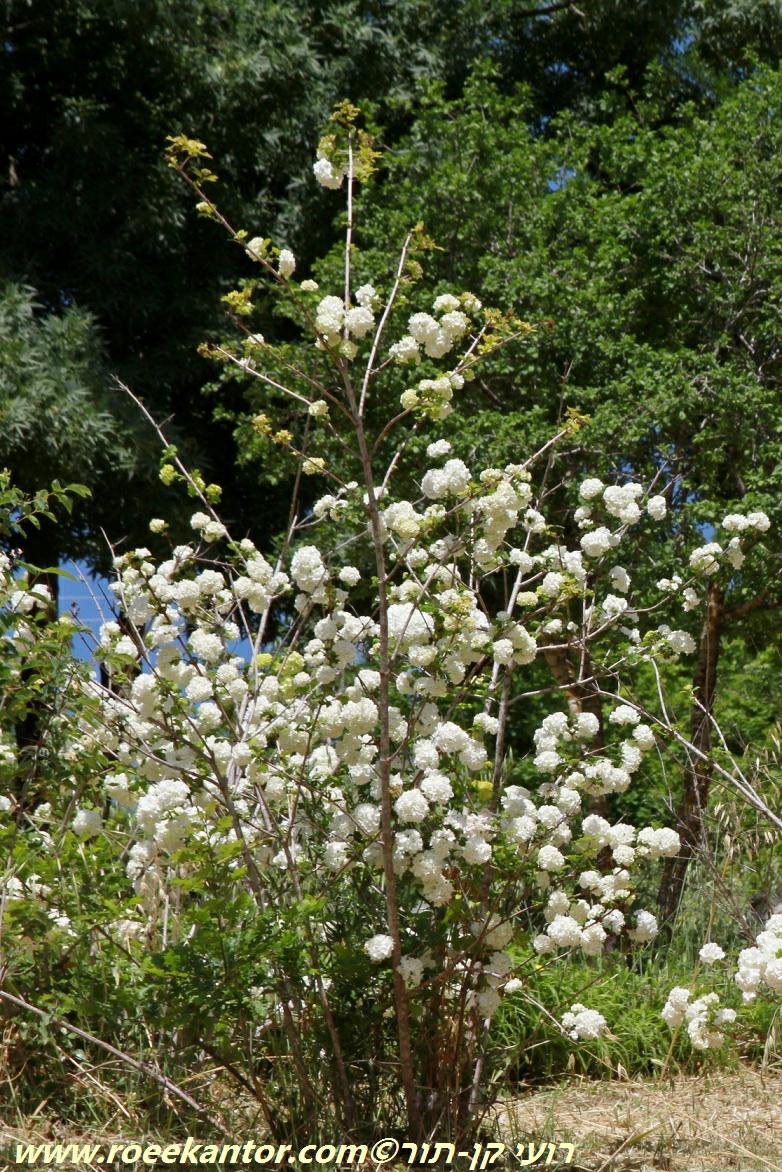 Viburnum opulus 'Roseum' - European Cranberrybush, מורן שסוע-עלים 'רוזאום', מורן שסוע-עלים 'רוזאום'