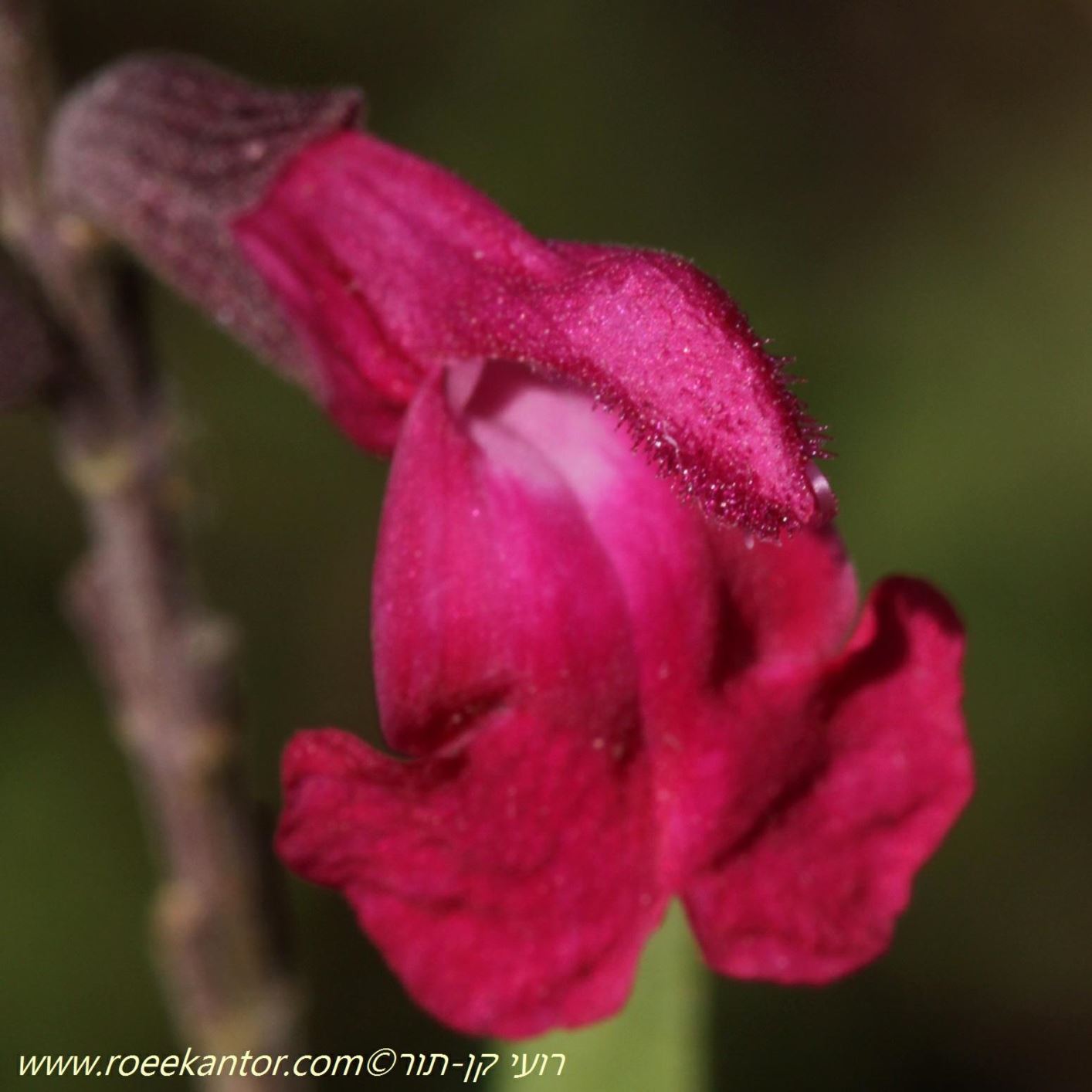 Salvia greggii 'Furman's Red' - Furman's Red Autumn Sage , מרוות גרג 'פורמנס רד', מרוות גרג 'פורמנס רד'